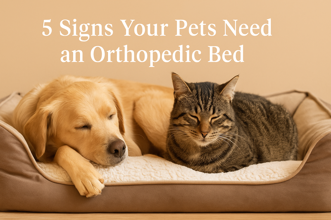 5 Signs Your Pets Need an Orthopedic Bed